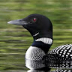 Meet your Posher, Loon